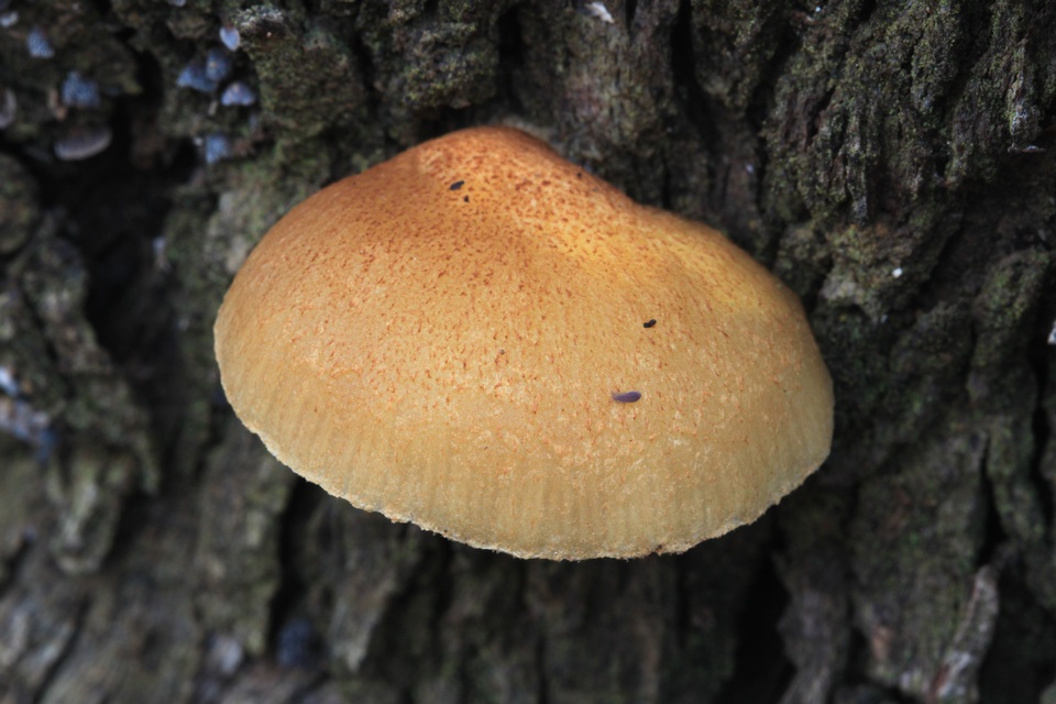 Crepidotus eucalyptorum image