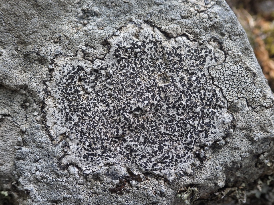 Buellia subdisciformis image
