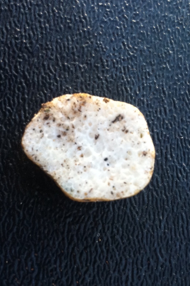 Leucogaster citrinus image
