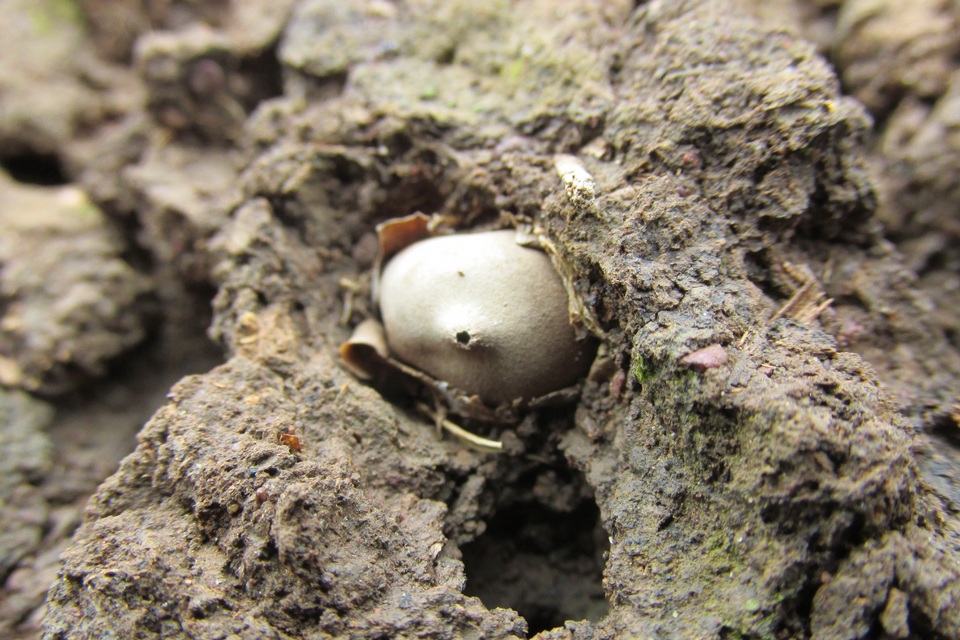 Broomeia congregata image