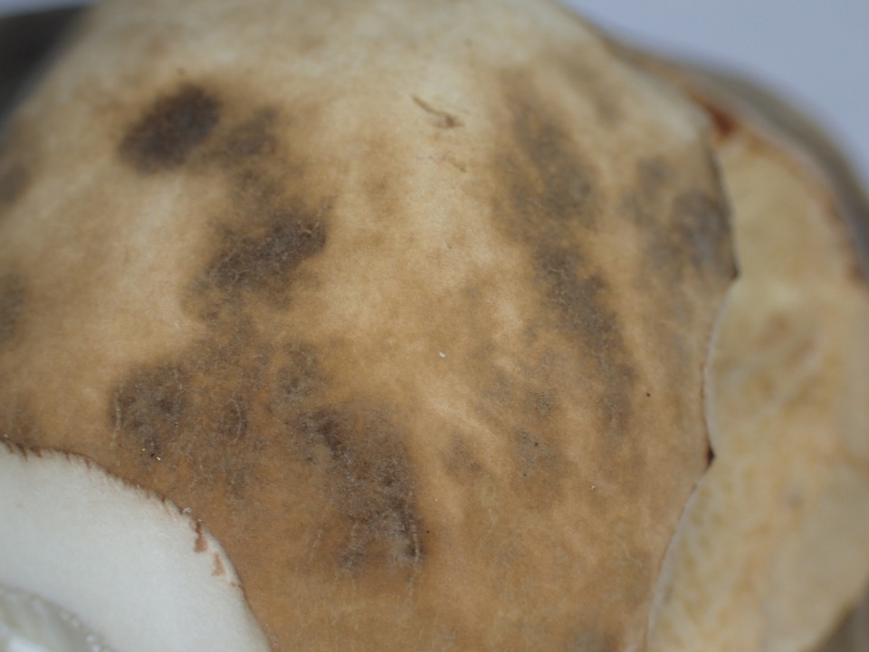 Boletus hiratsukae image
