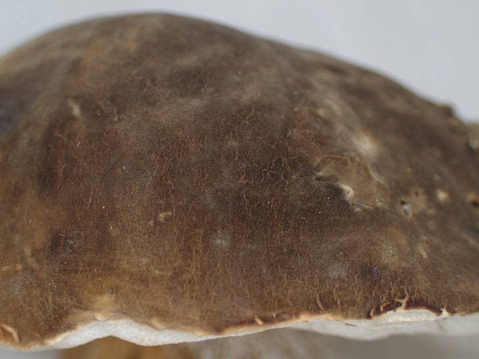 Boletus hiratsukae image