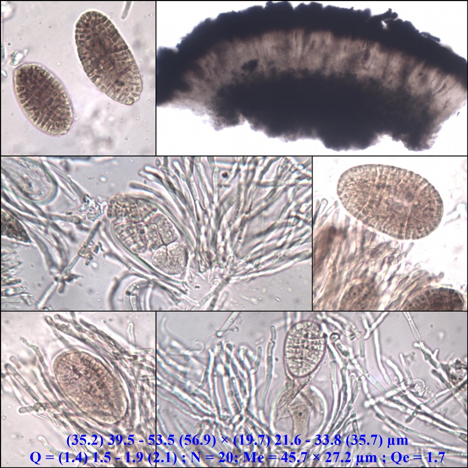Lasallia hispanica image