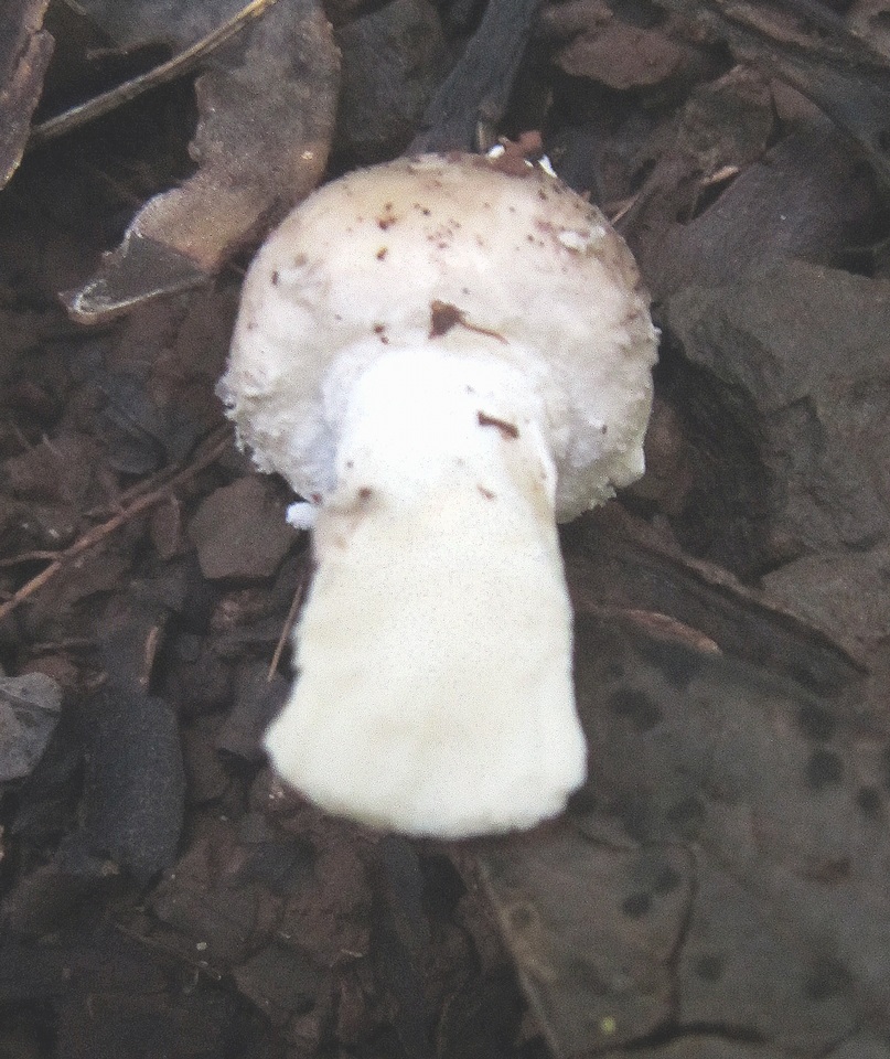 Amanita austrostraminea image