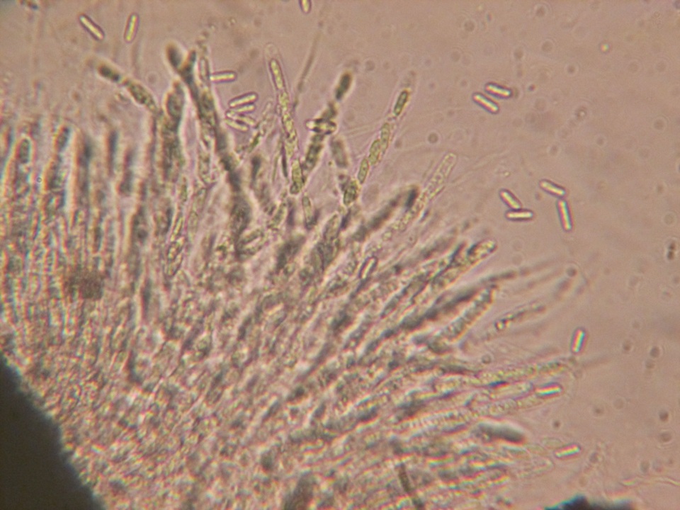 Chaetosphaeria myriocarpa image