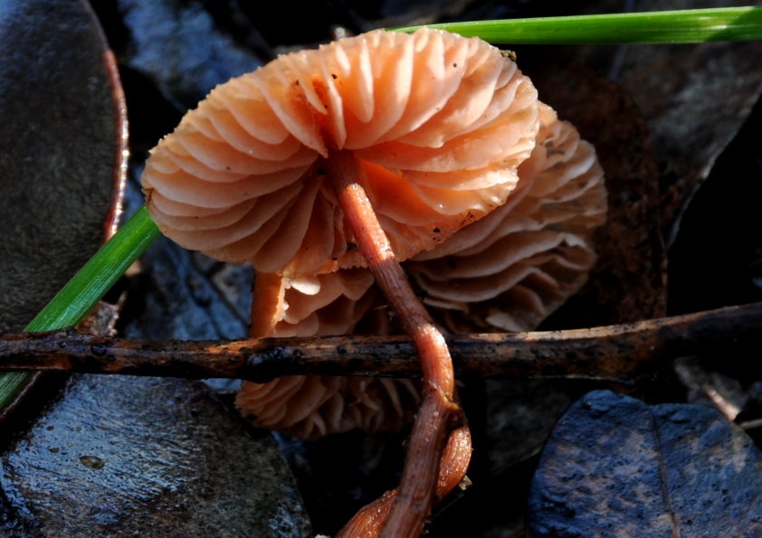 Laccaria lateritia image