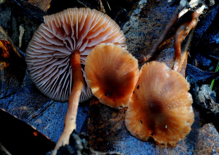 Laccaria lateritia image