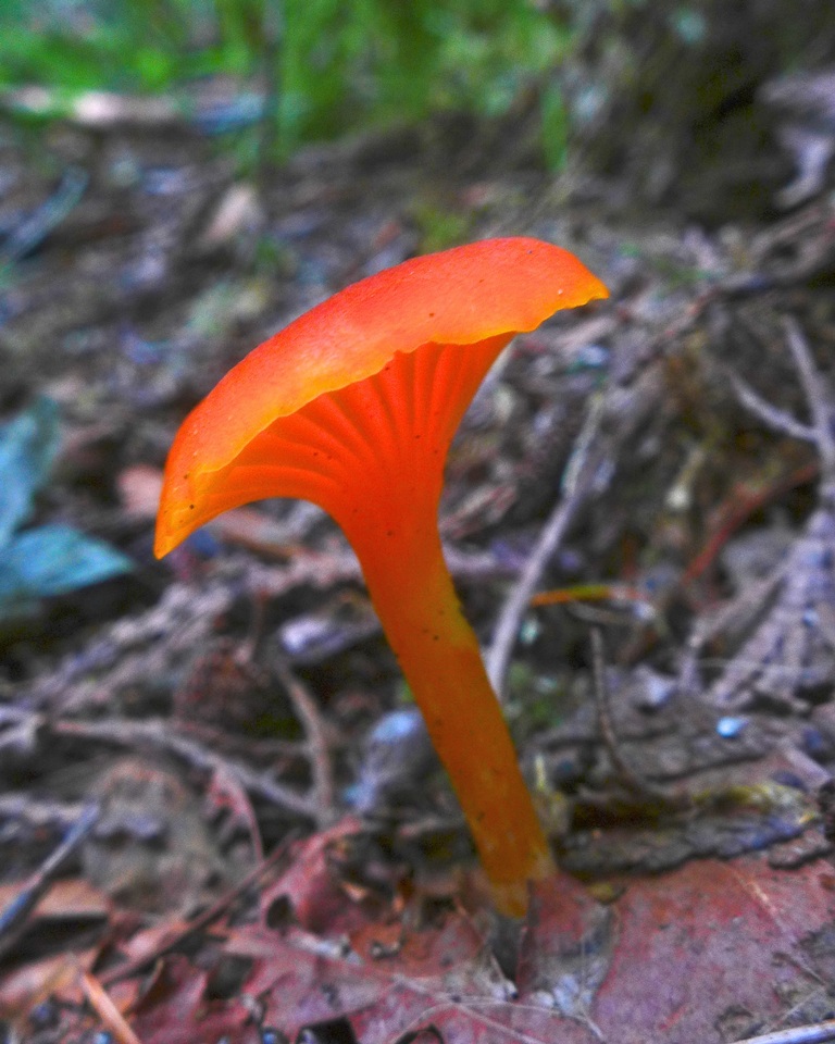 Hygrocybe moseri image
