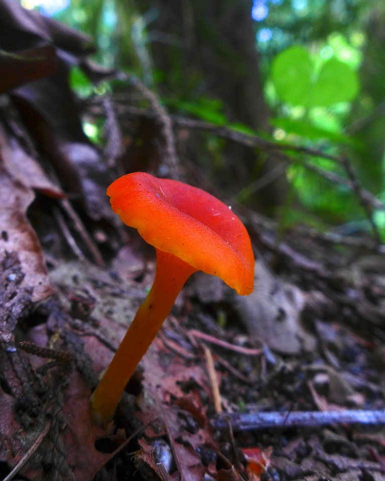 Hygrocybe moseri image