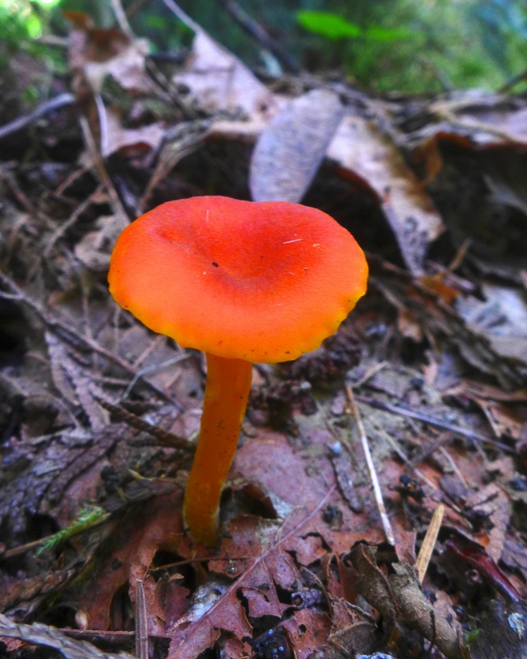 Hygrocybe moseri image