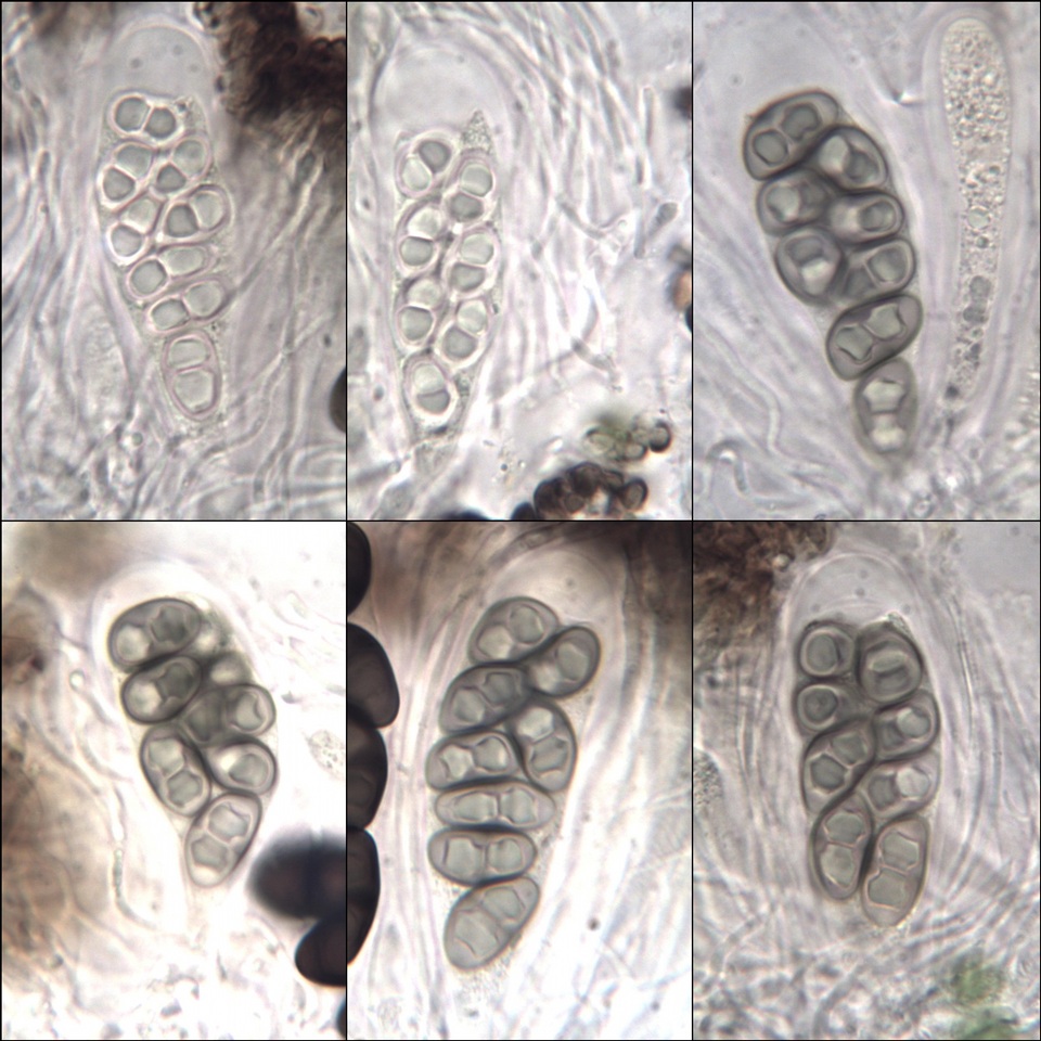 Rinodina parasitica image