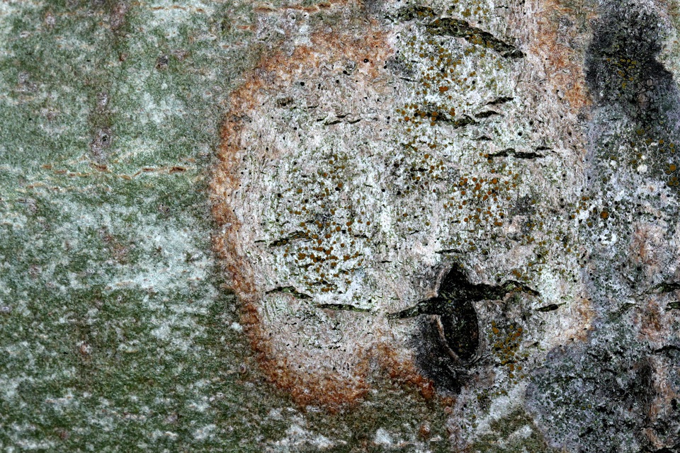 Caloplaca holocarpa image
