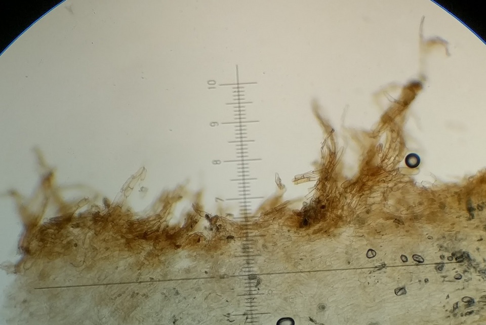 Inocybe malenconii image