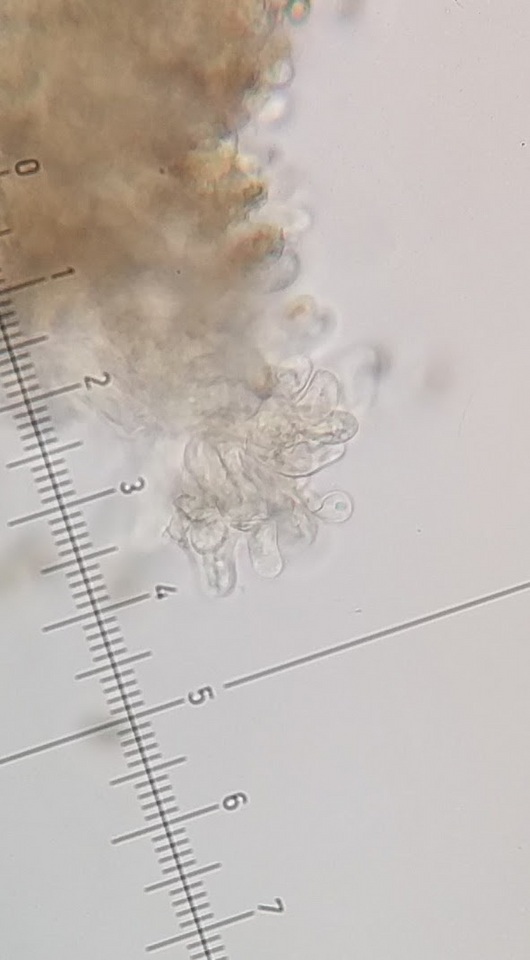 Inocybe malenconii image