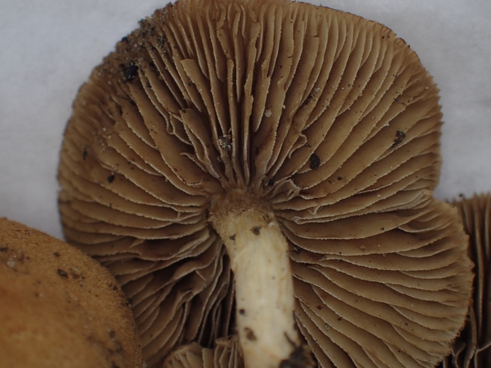 Inocybe malenconii image