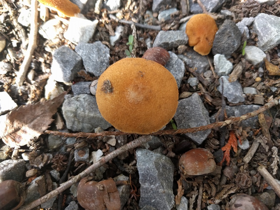 Inocybe malenconii image
