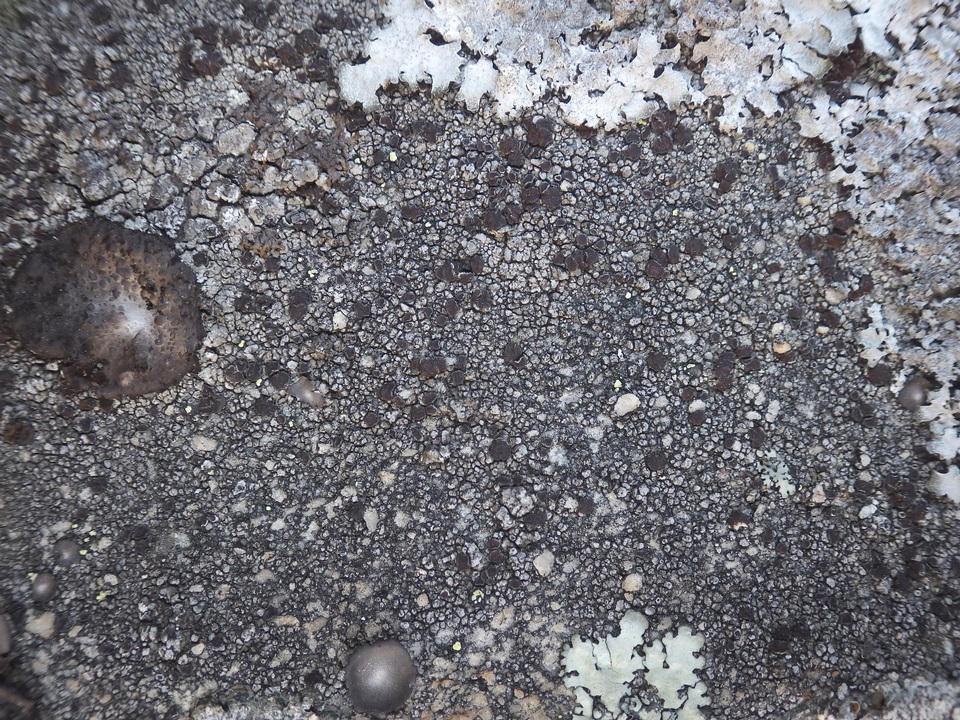 Protoparmelia montagnei image