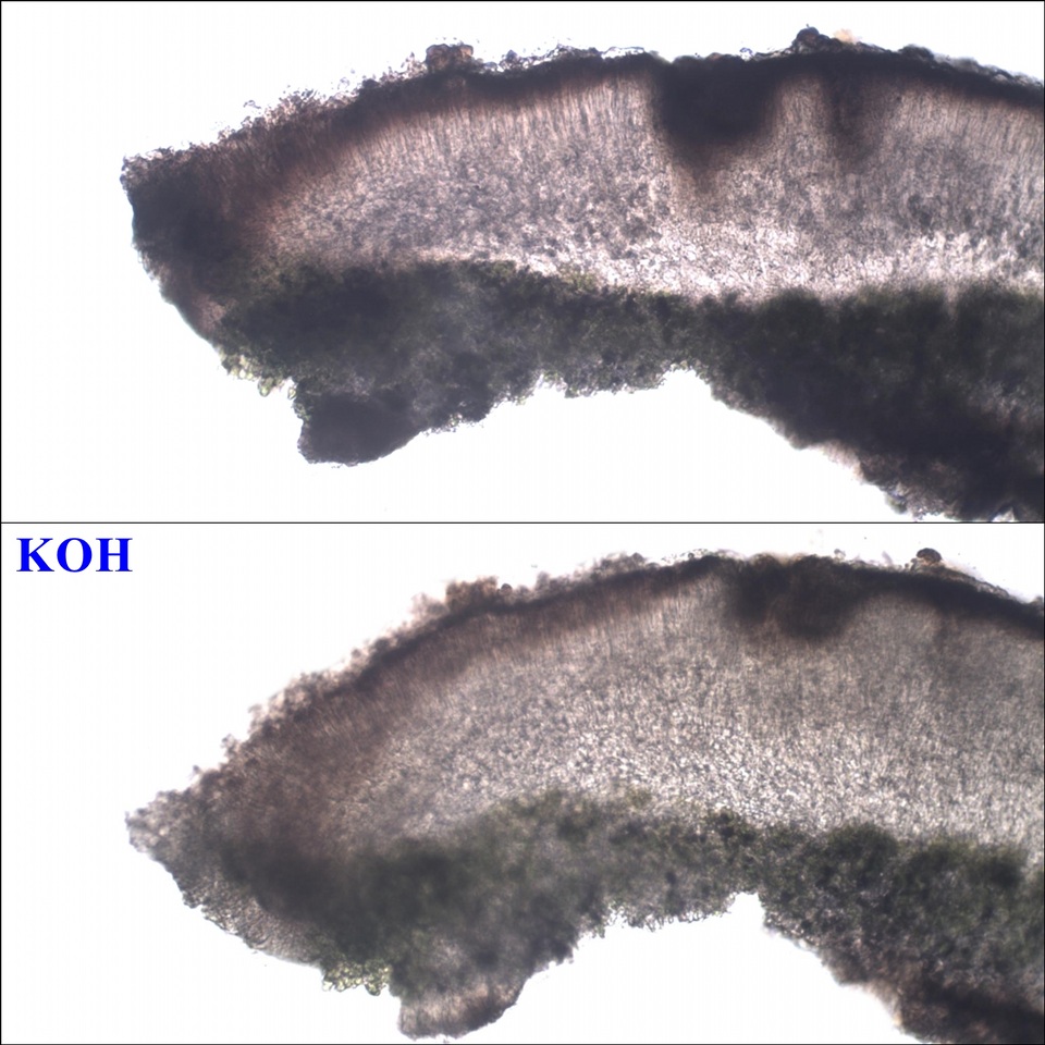 Protoparmelia montagnei image