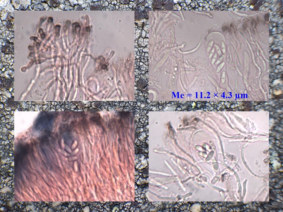 Protoparmelia montagnei image