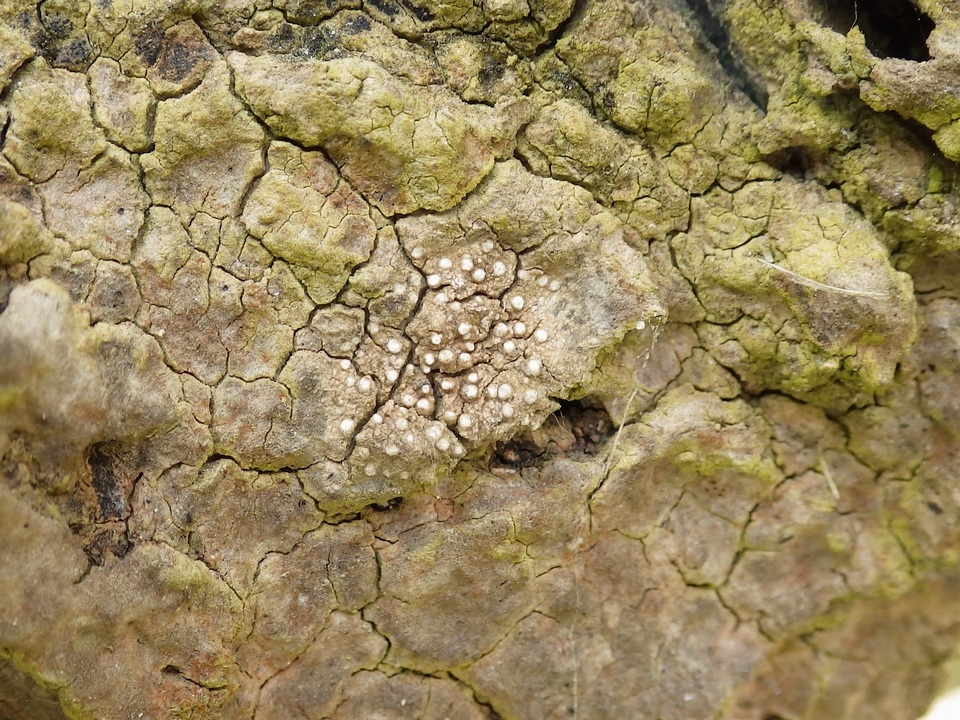 Thelopsis image