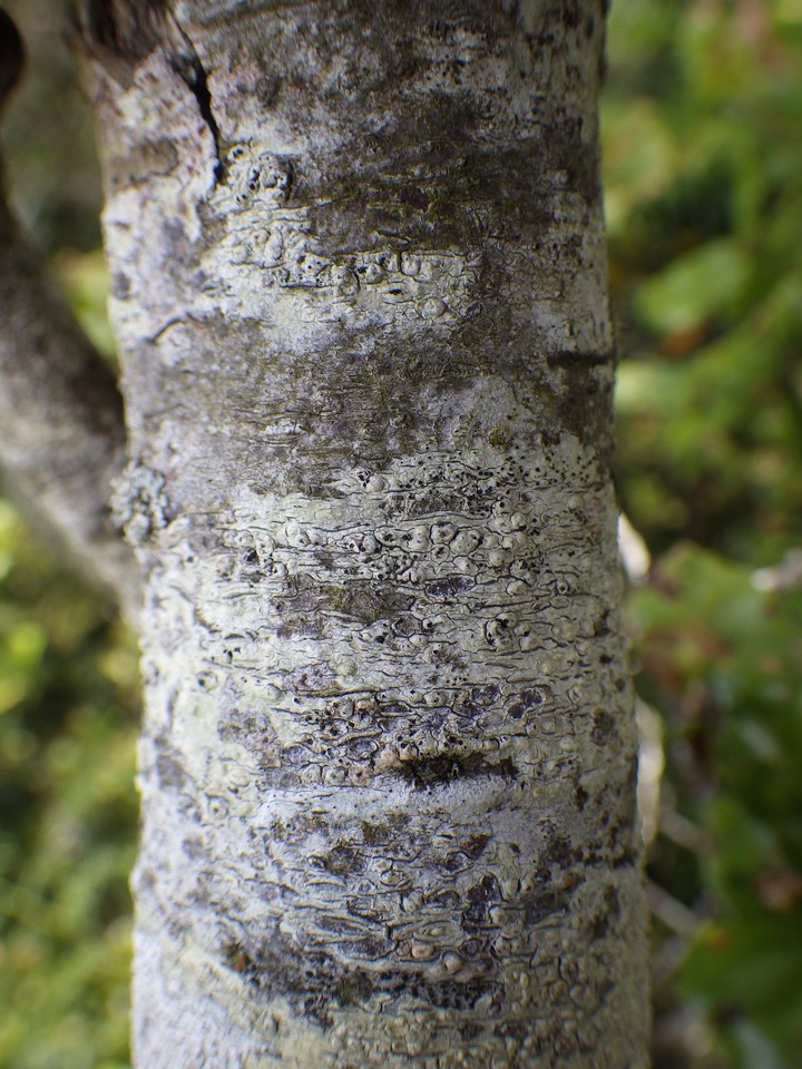 Skyttea pertusariicola image