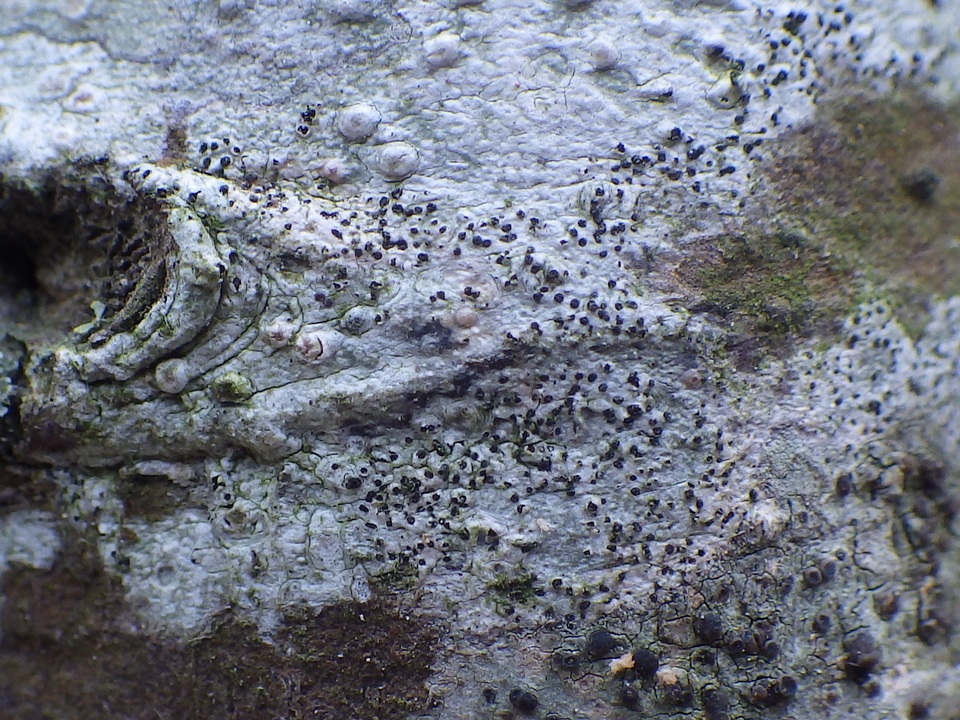 Skyttea pertusariicola image