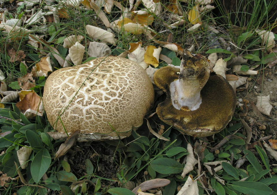 Boletus radicans image