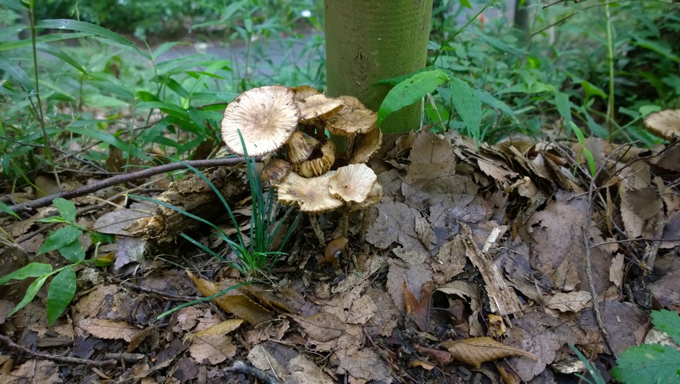 Marasmius maximus image