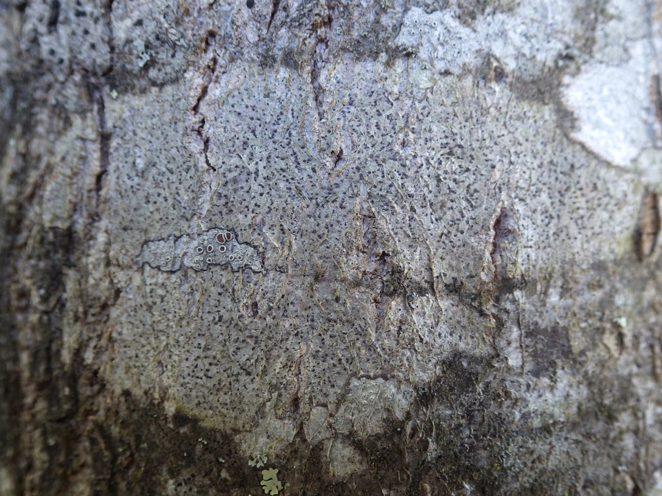 Mycoporum antecellens image