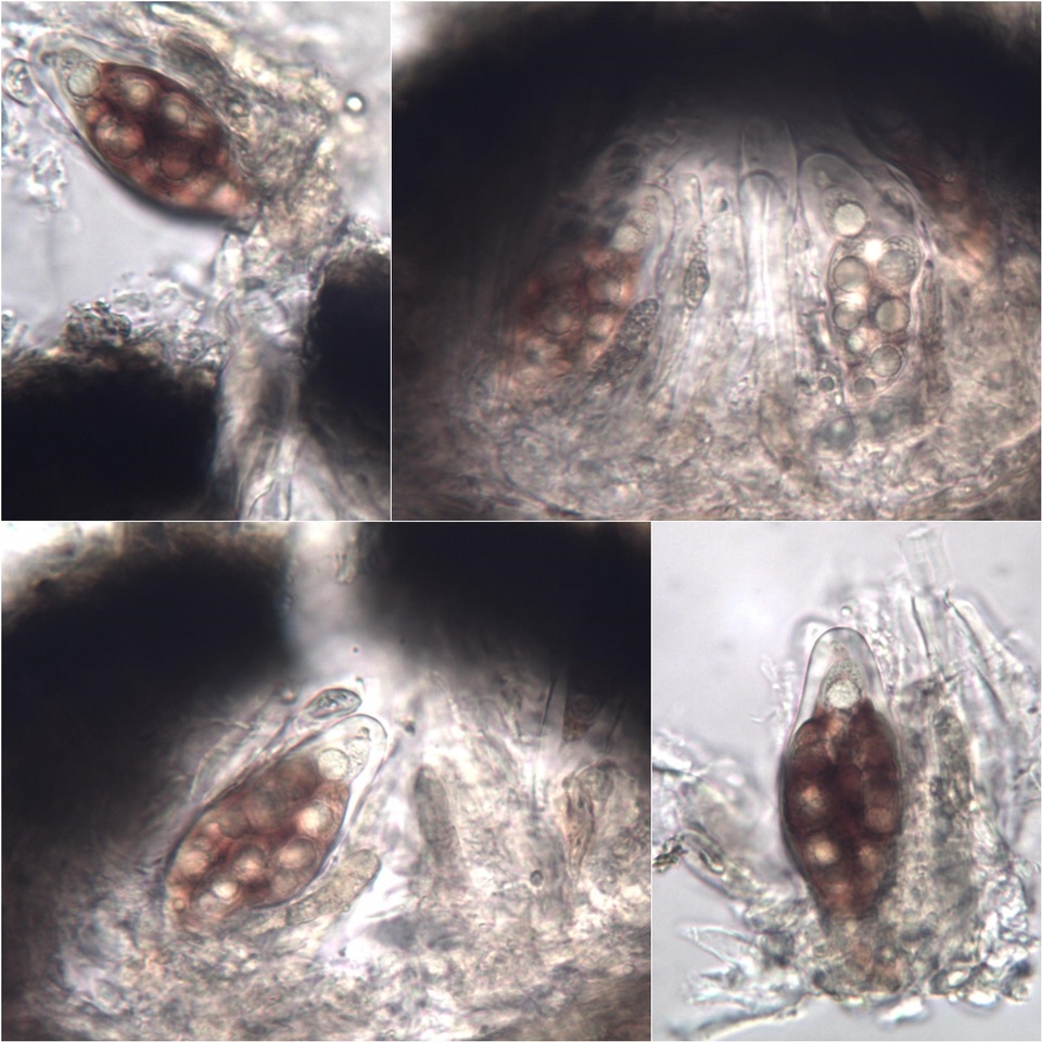 Mycoporum antecellens image