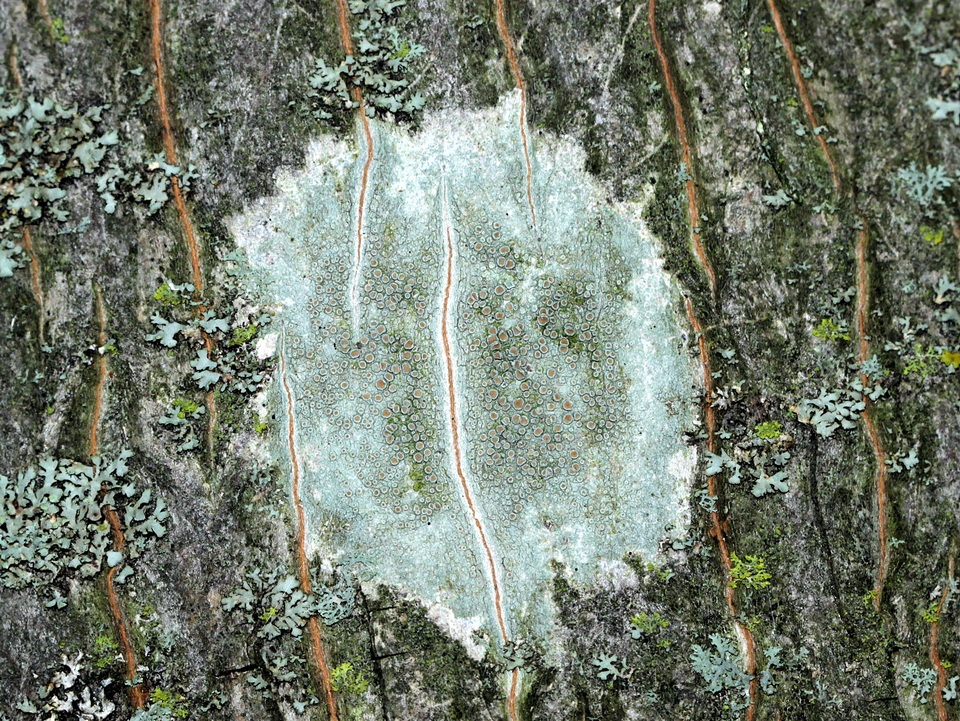 Lecanora argentata image