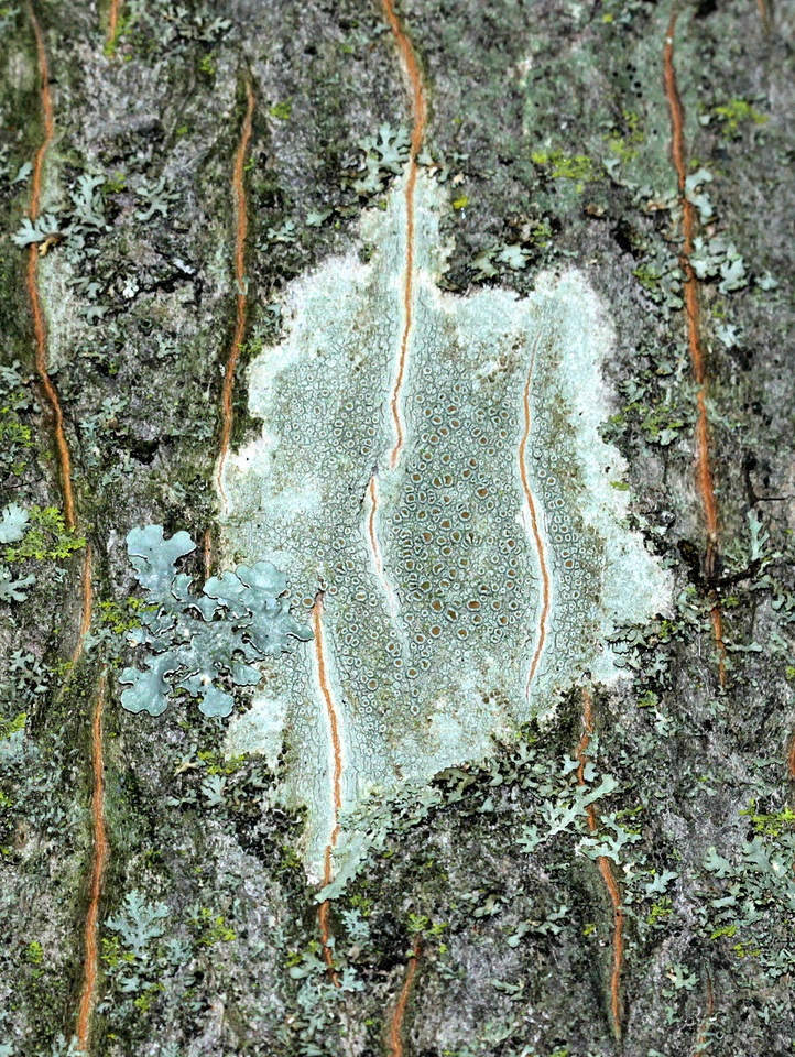 Lecanora argentata image