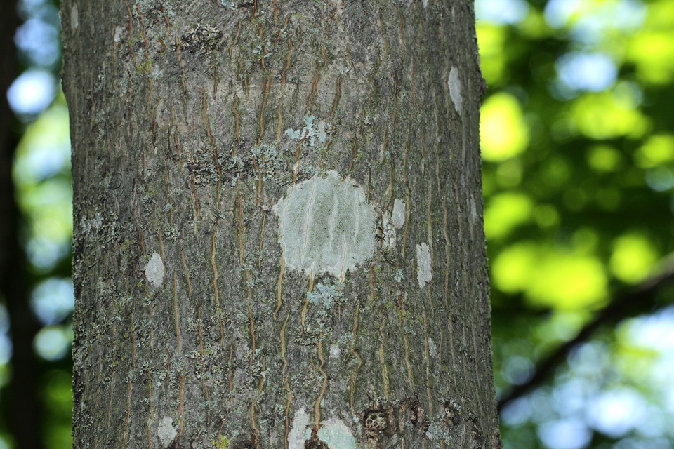 Lecanora argentata image