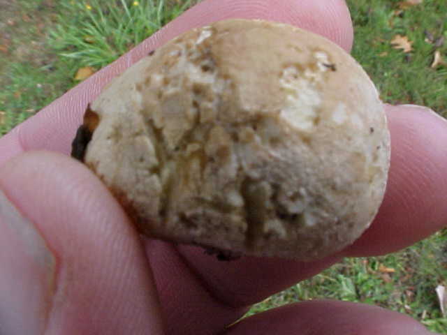 Vascellum lloydianum image