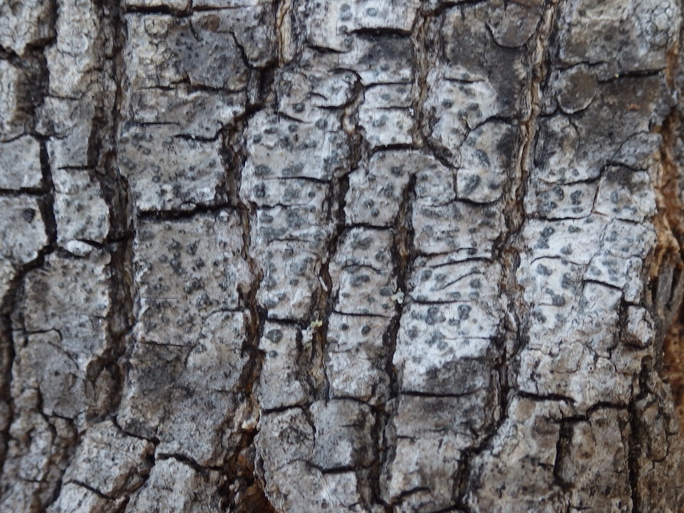 Arthopyrenia cinereopruinosa image