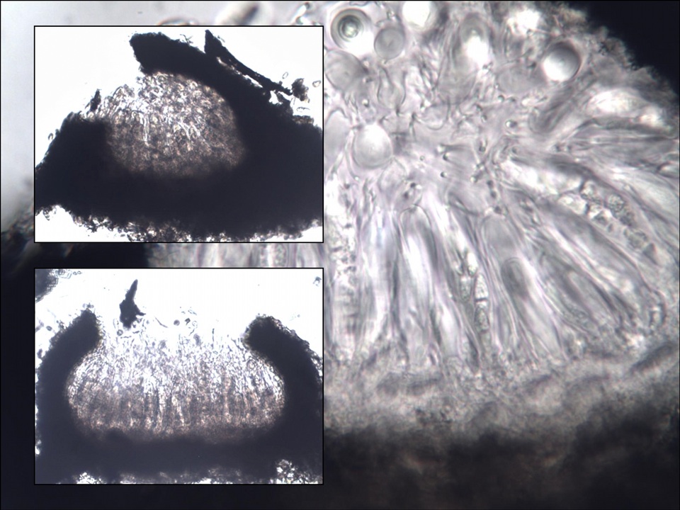 Arthopyrenia cinereopruinosa image