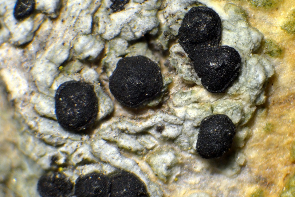 Buellia triseptata image