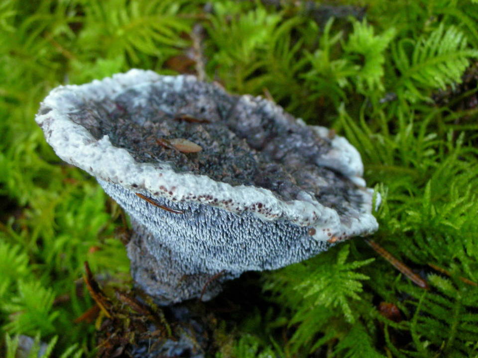 Hydnellum cyanopodium image