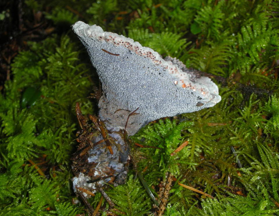 Hydnellum cyanopodium image