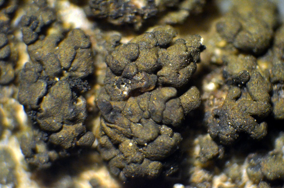 Peltula obscurans image