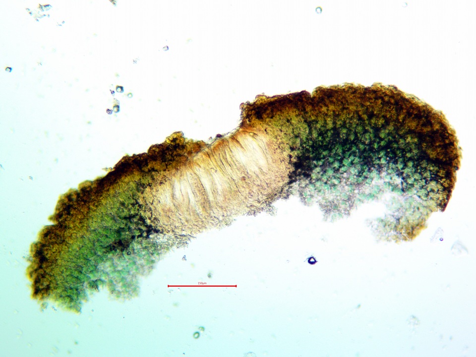 Peltula obscurans image