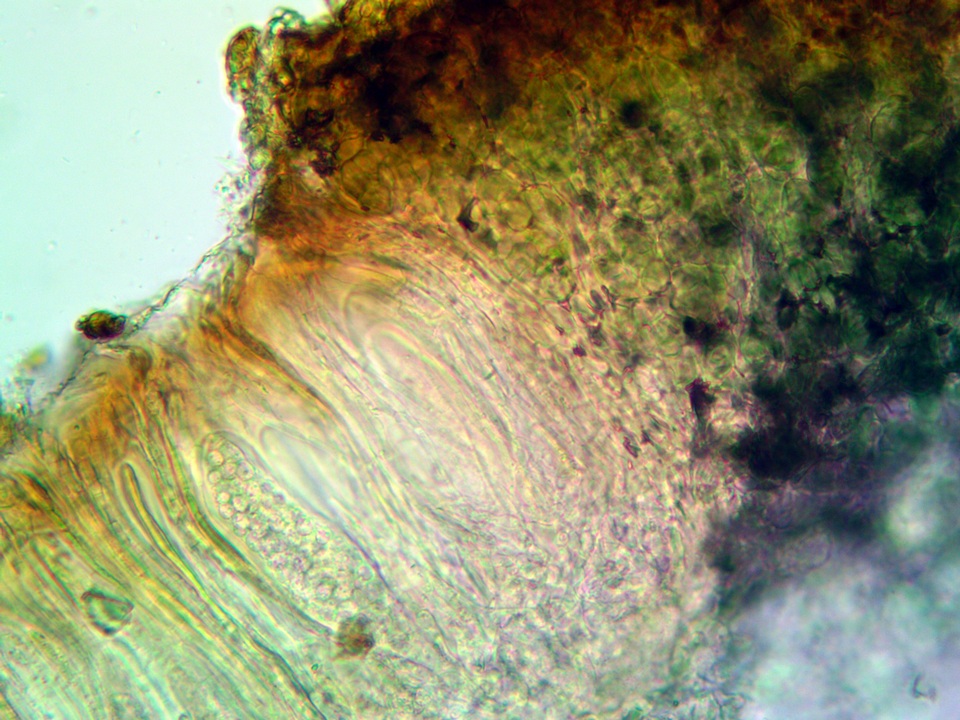 Peltula obscurans image