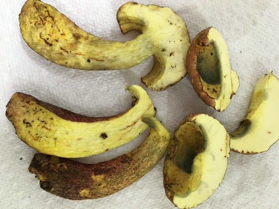 Baorangia bicolor image