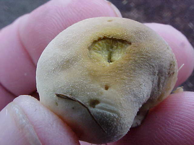Vascellum lloydianum image