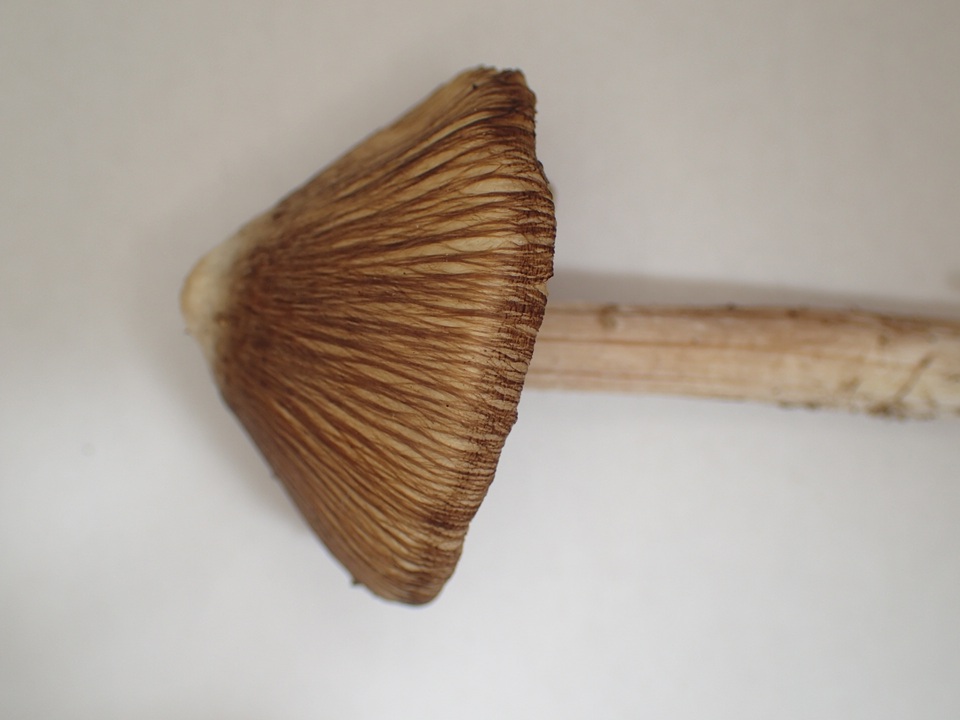 Inocybe maculata image