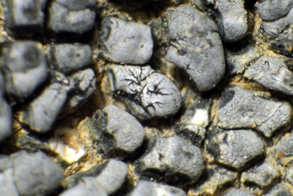 Lichenostigma elongatum image