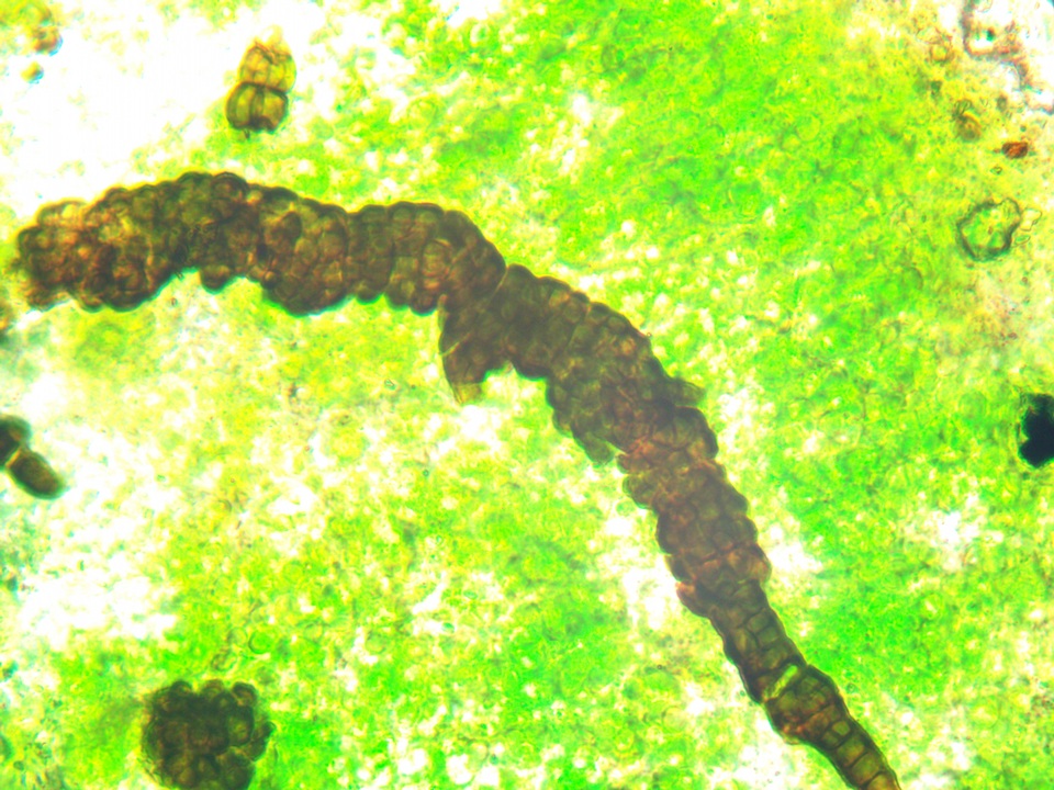 Lichenostigma elongatum image