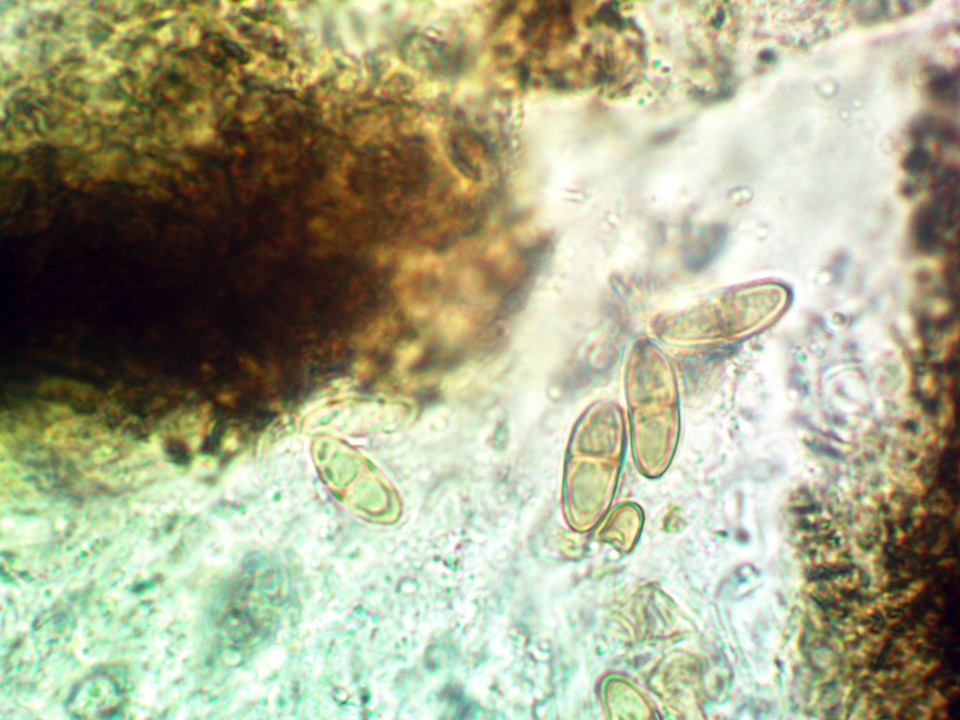 Lichenostigma elongatum image