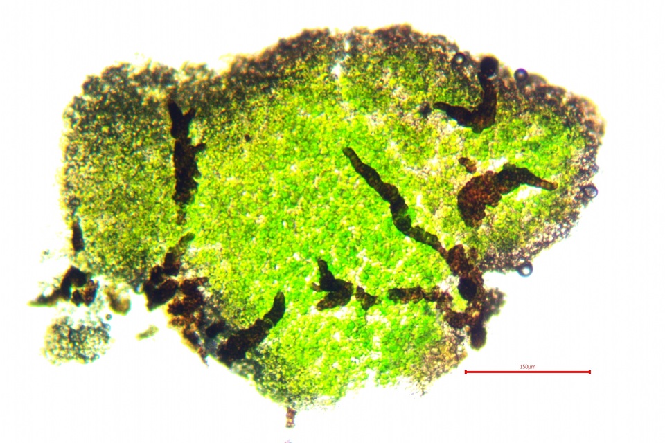 Lichenostigma elongatum image