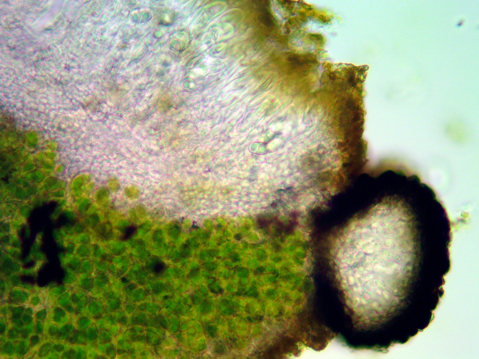 Lichenostigma image